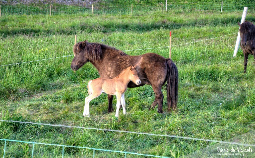 O cavalo Islandês de raça pura | Islândia