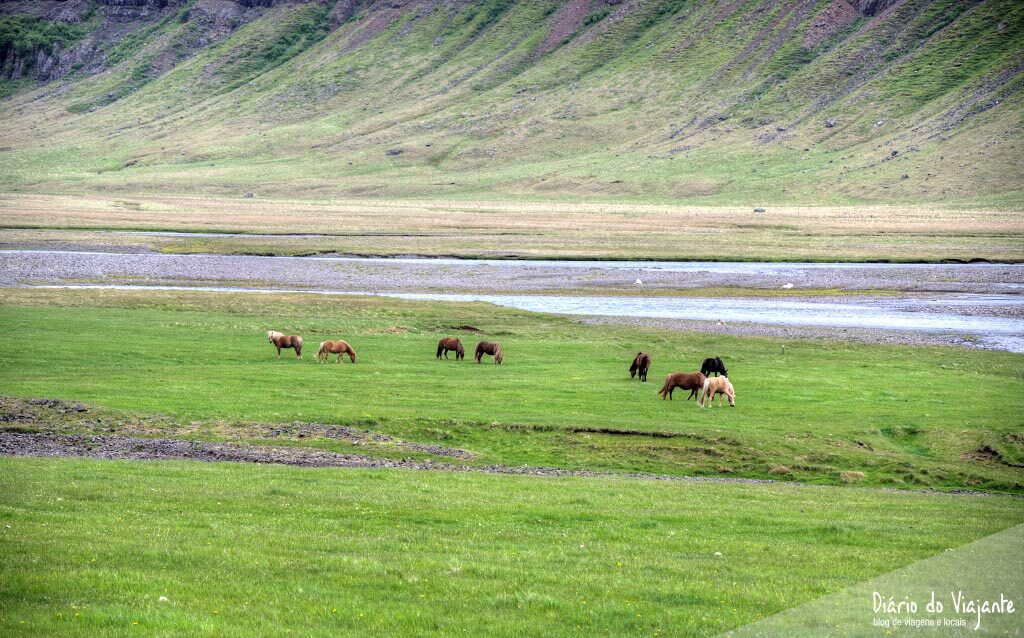 O cavalo Islandês de raça pura | Islândia