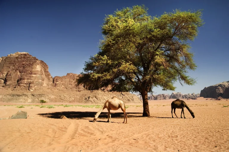 O Clima e a Geografia na Jordânia